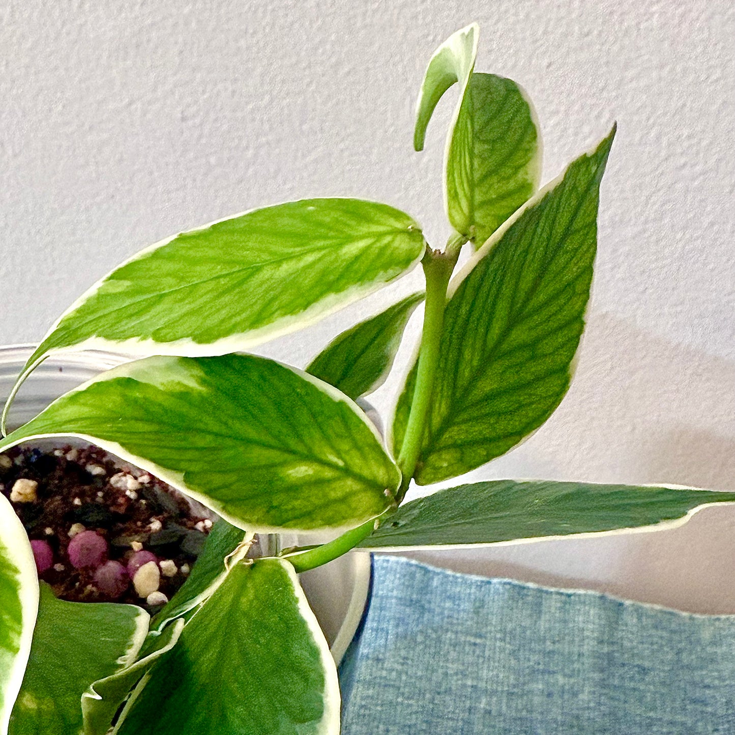 Hoya Polyneura Albomarginata #1 (2 grow points)