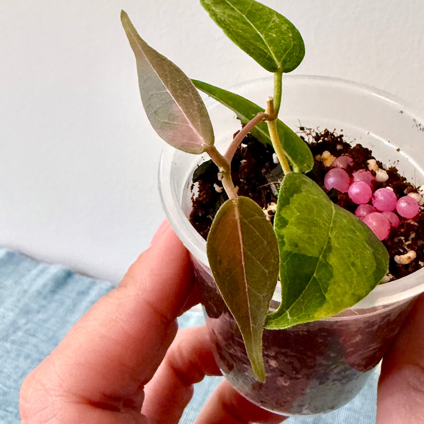 Hoya Dennisii 'Frida' Variegated