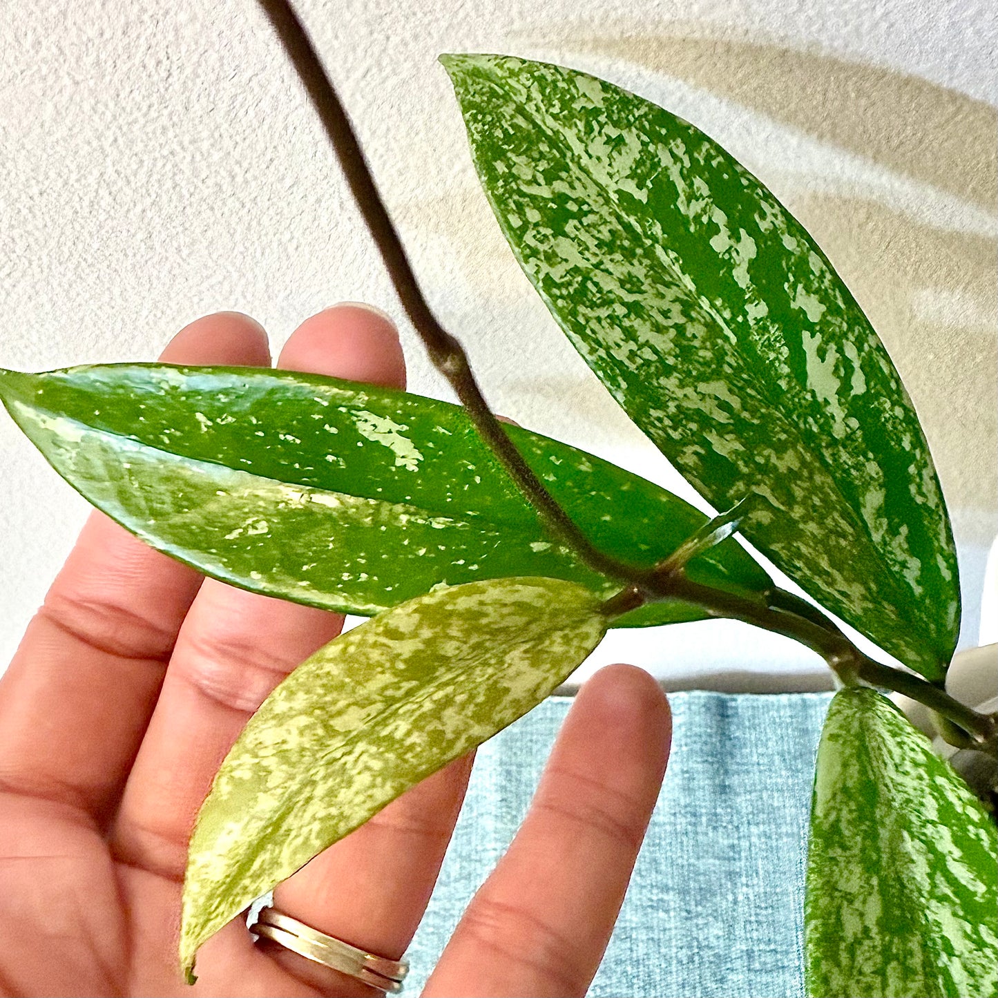 Hoya Pubicalyx Silver Splash pink flower