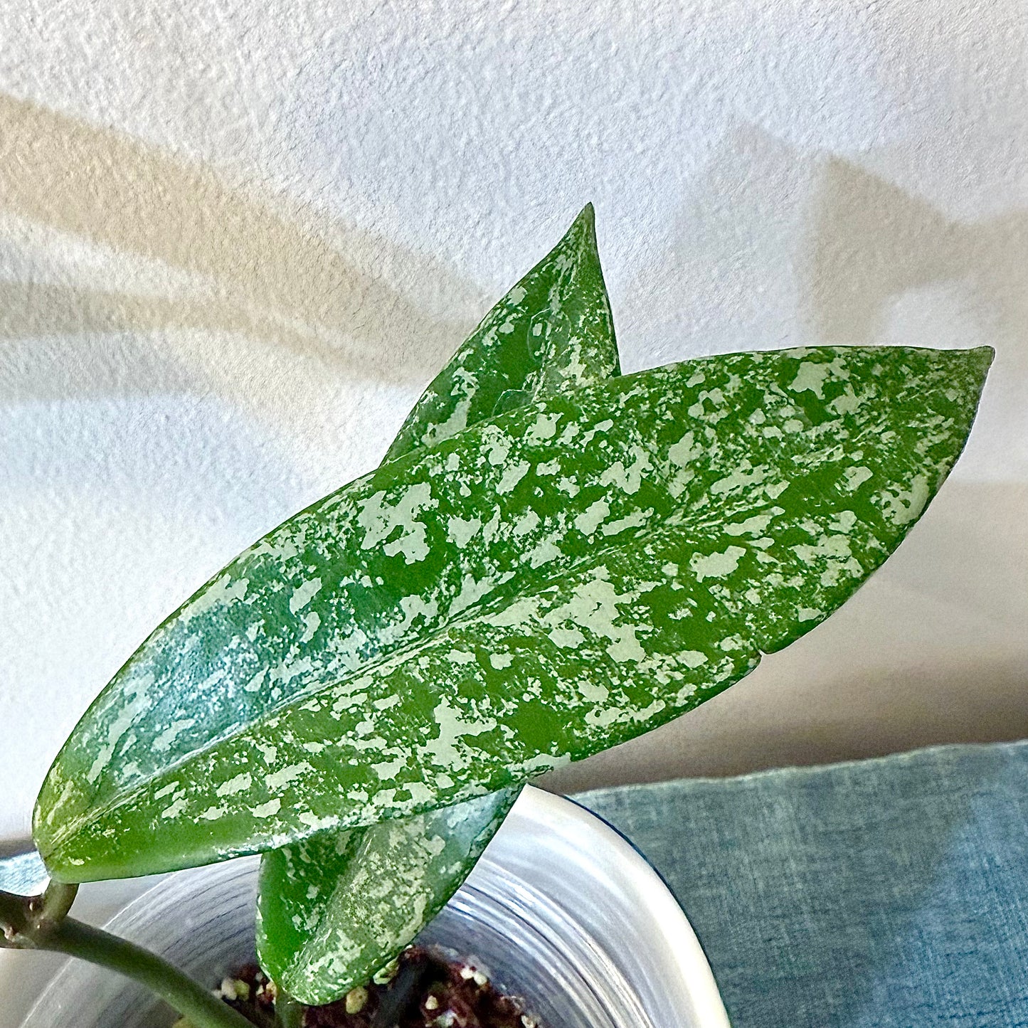 Hoya Pubicalyx Silver Splash pink flower