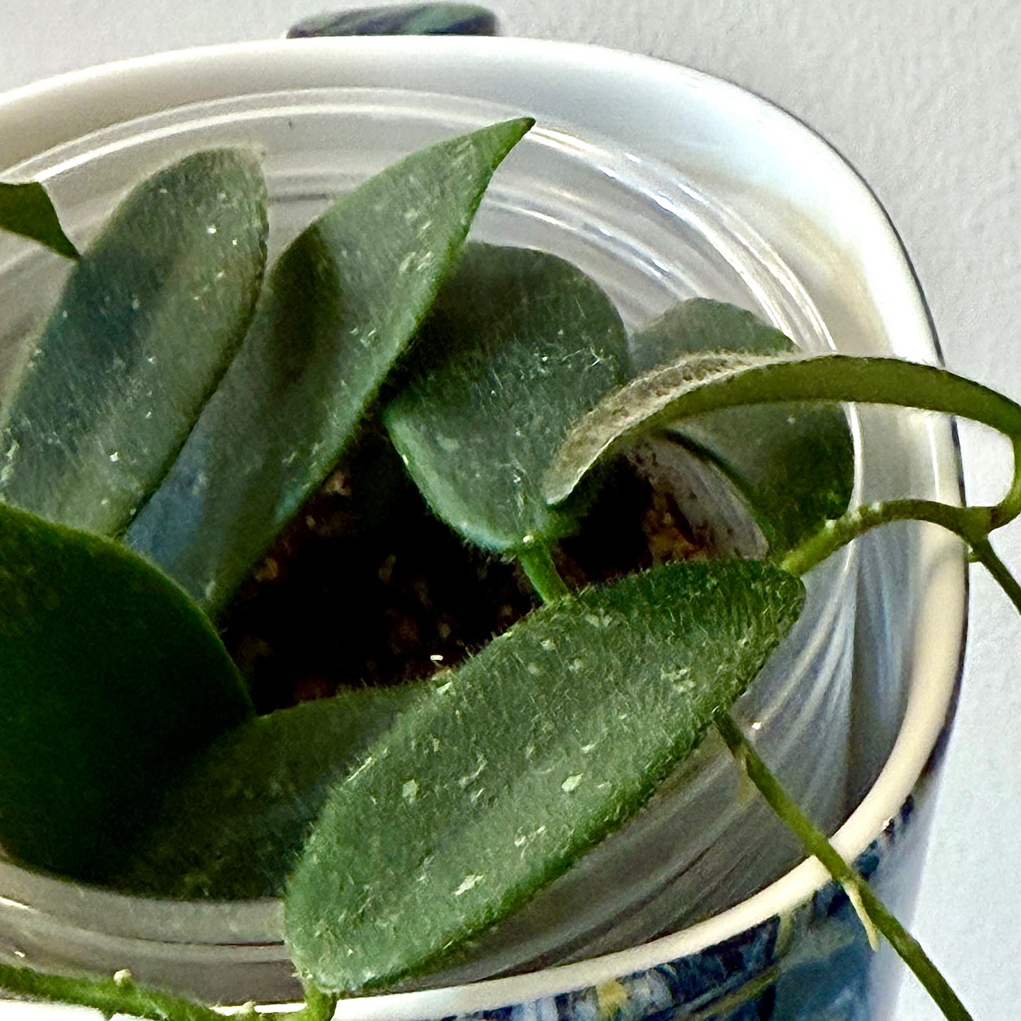 Hoya Thomsonii (white flower)