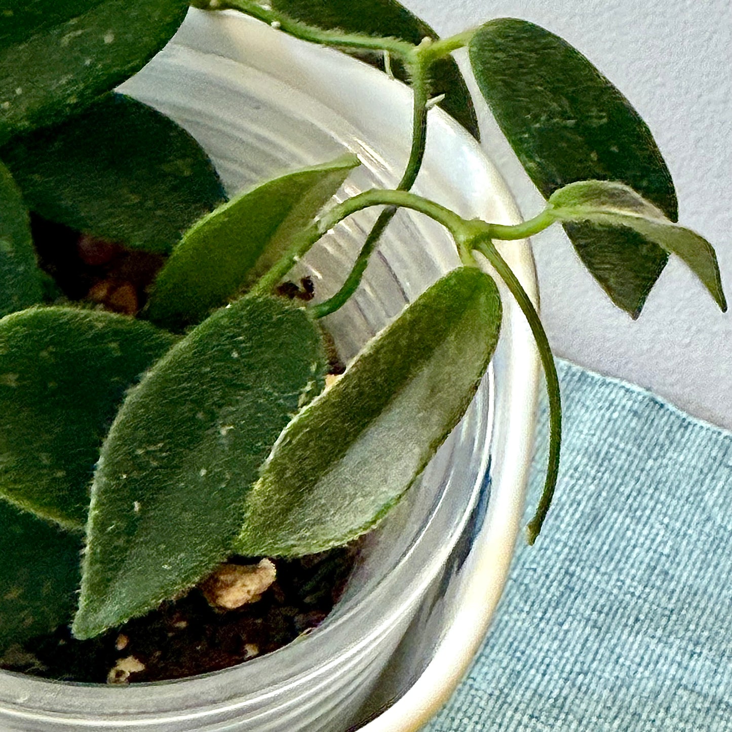 Hoya Thomsonii (white flower)