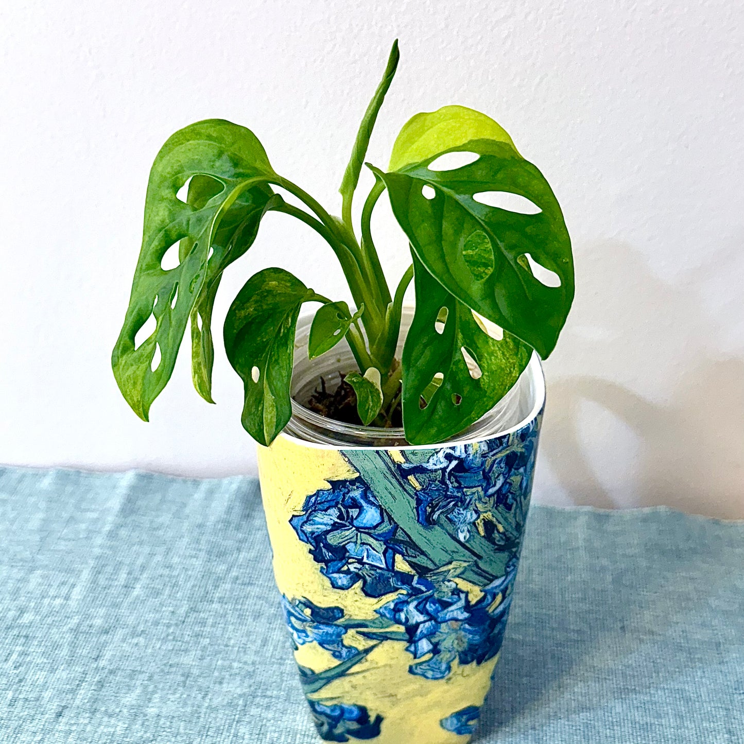 Monstera Adansonii Aurea