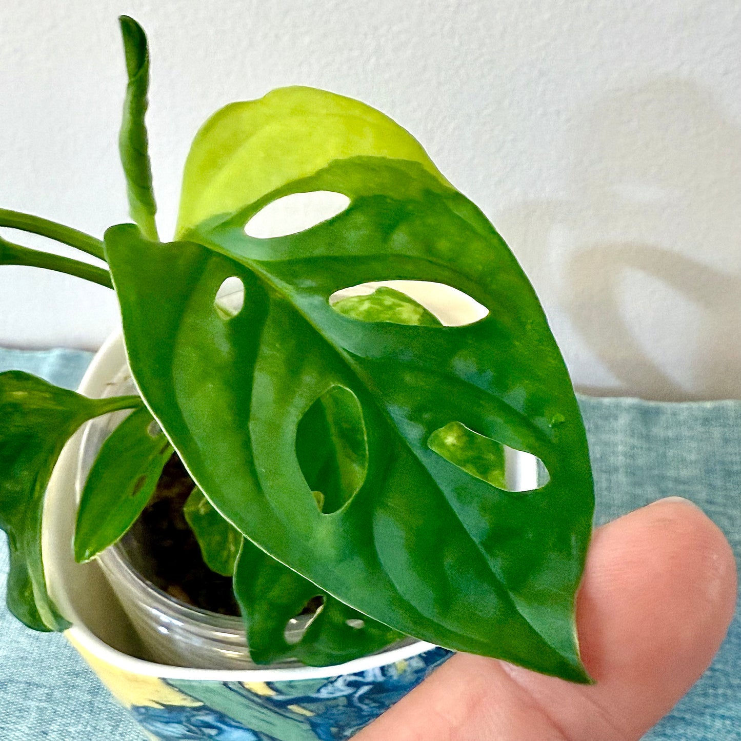 Monstera Adansonii Aurea