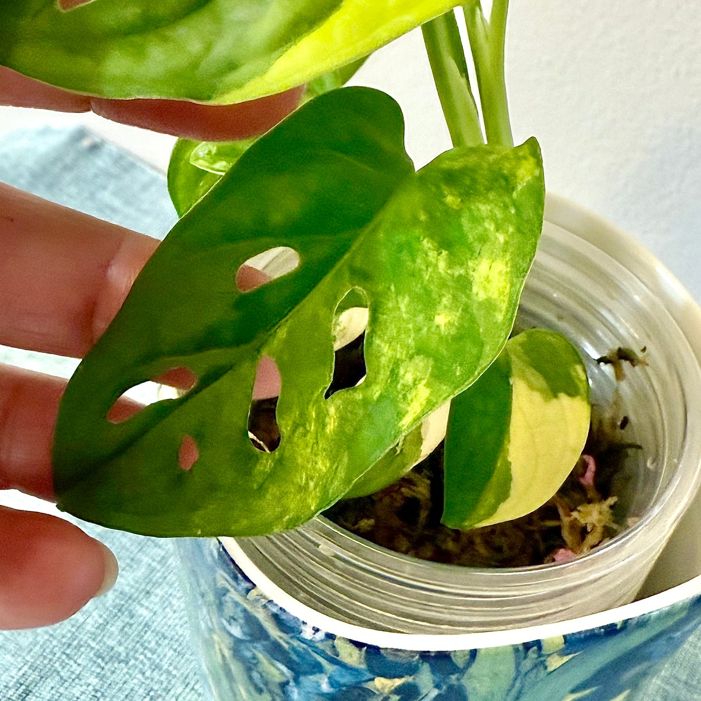 Monstera Adansonii Aurea