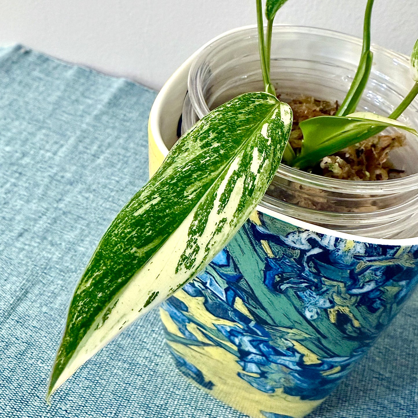Philodendron Emerald Queen