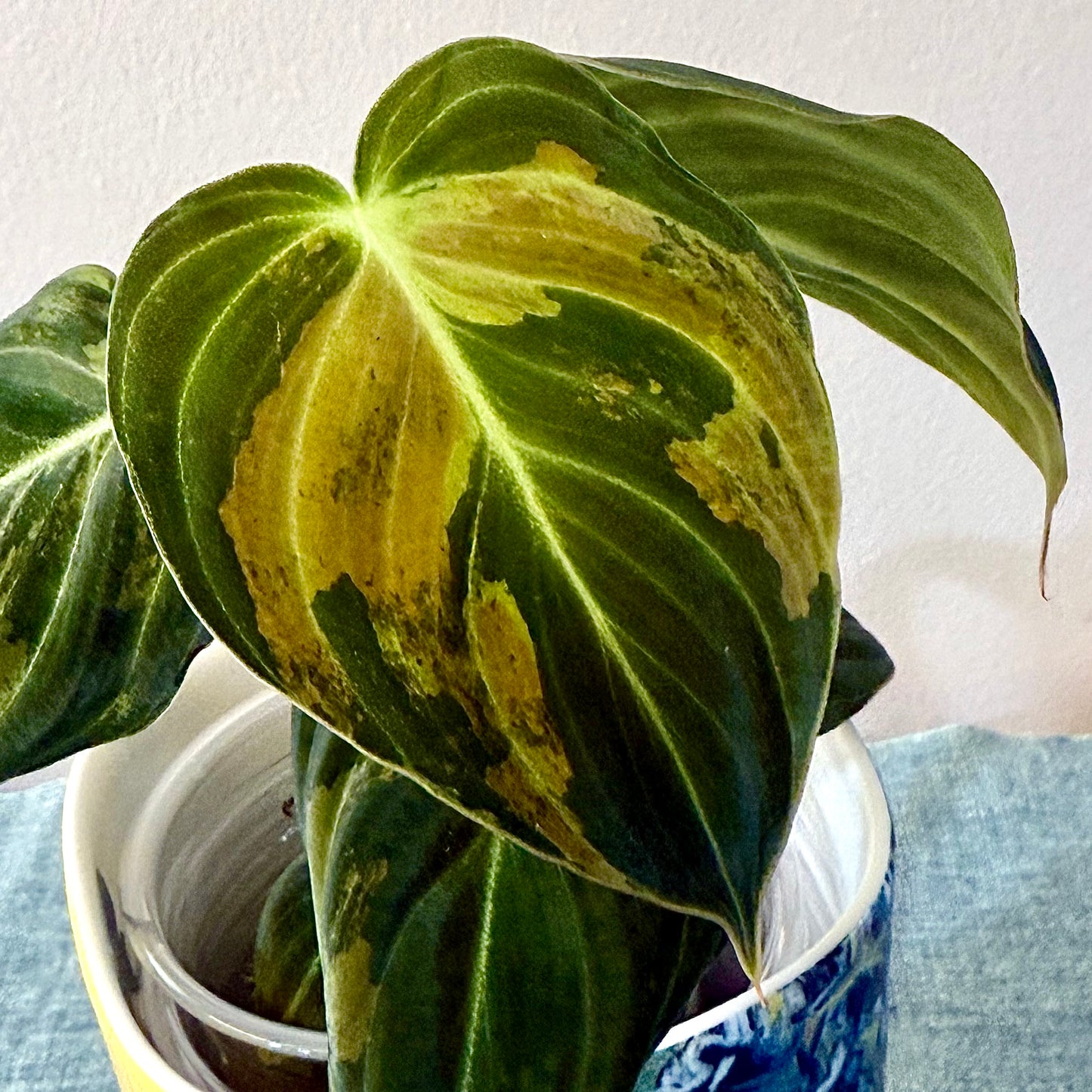 Philodendron Melanohrisum Variegated #1