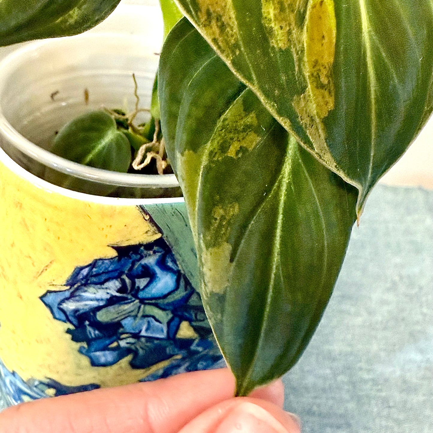 Philodendron Melanohrisum Variegated #1