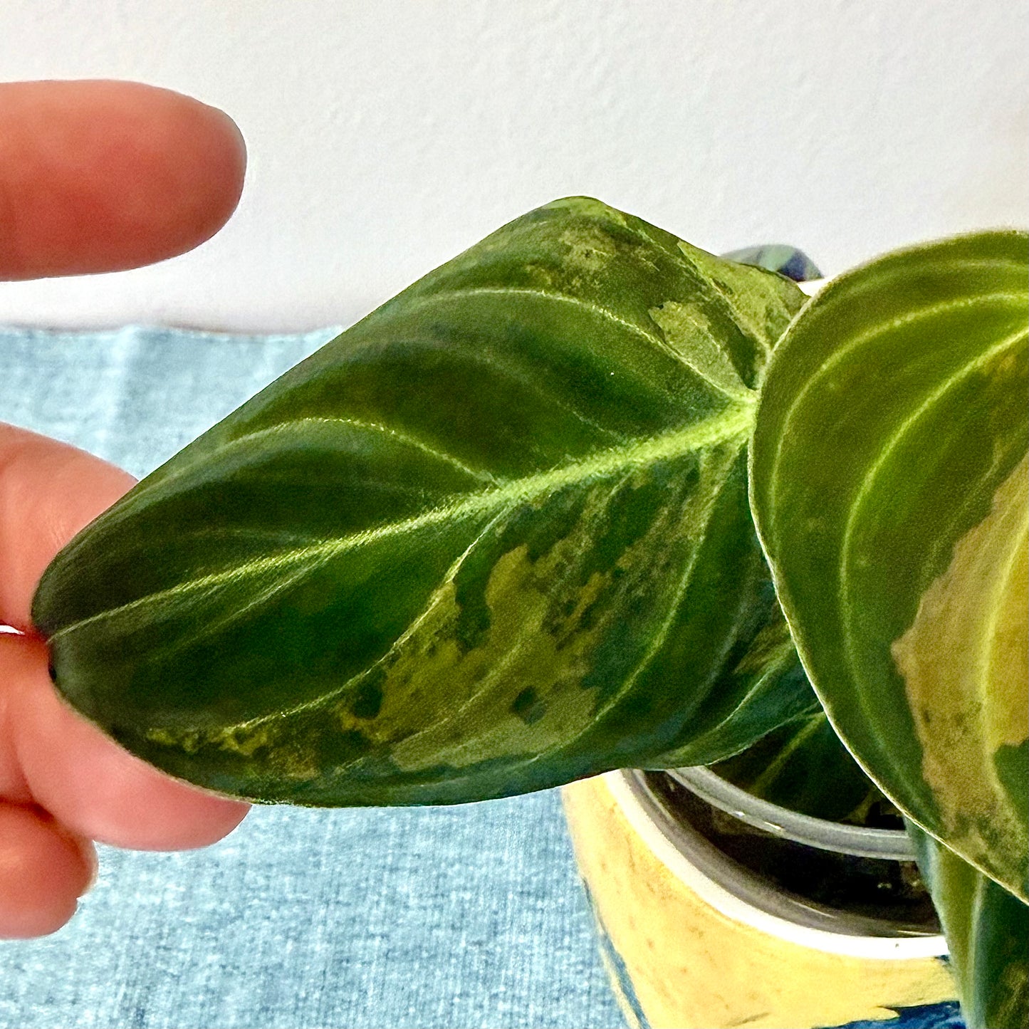 Philodendron Melanohrisum Variegated #1