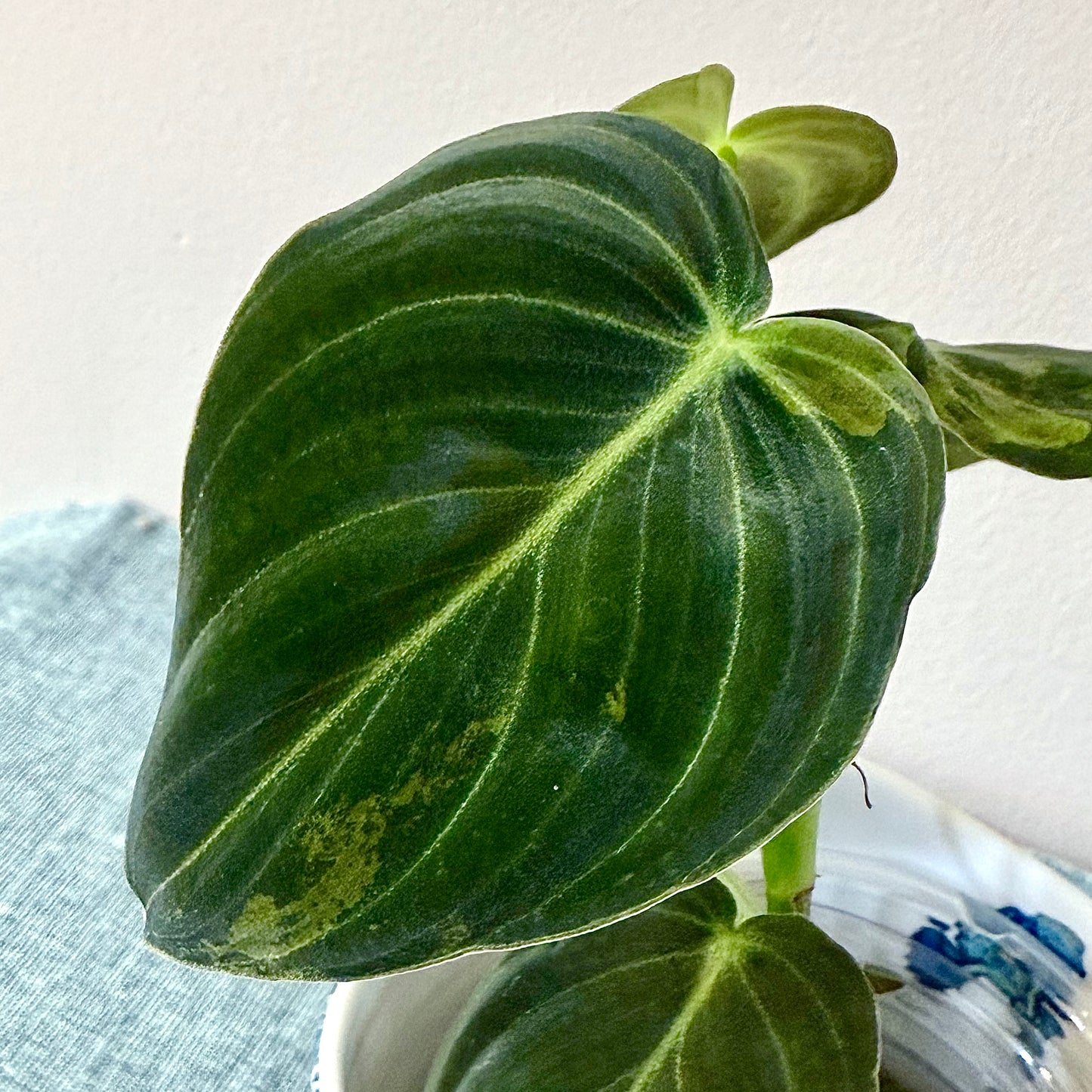 Philodendron Melanohrisum Variegated #1