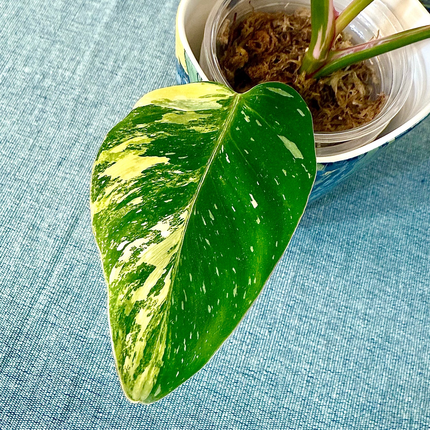 Philodendron Yellow Princess tricolor