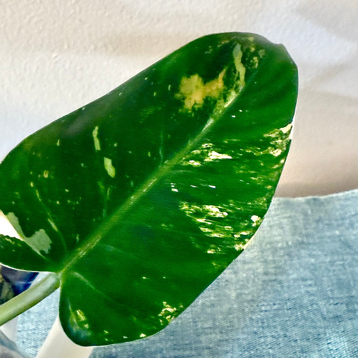 Philodendron Yellow Princess tricolor