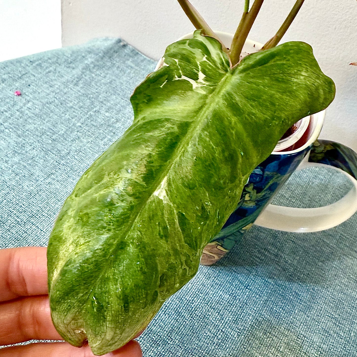 Philodendron Paraiso Verde Albo
