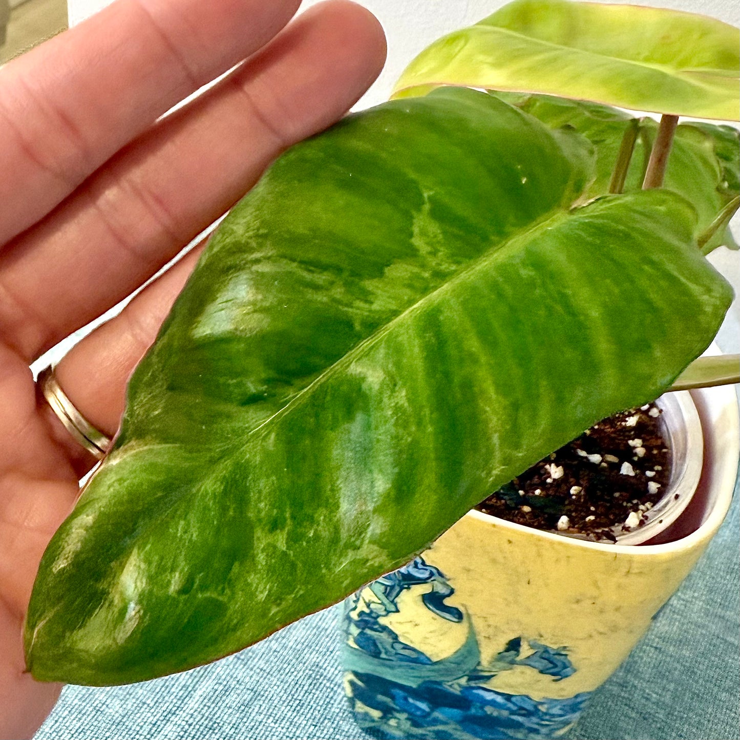 Philodendron Paraiso Verde Albo