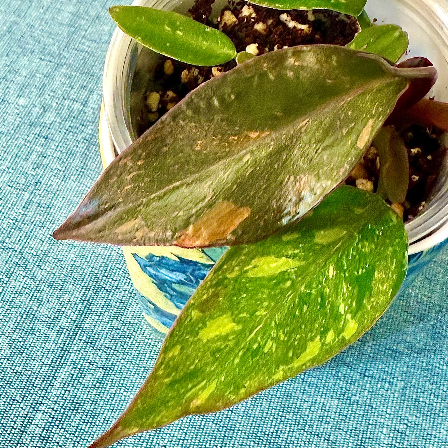 Philodendron Orange Princess Galaxy (2 grow points)