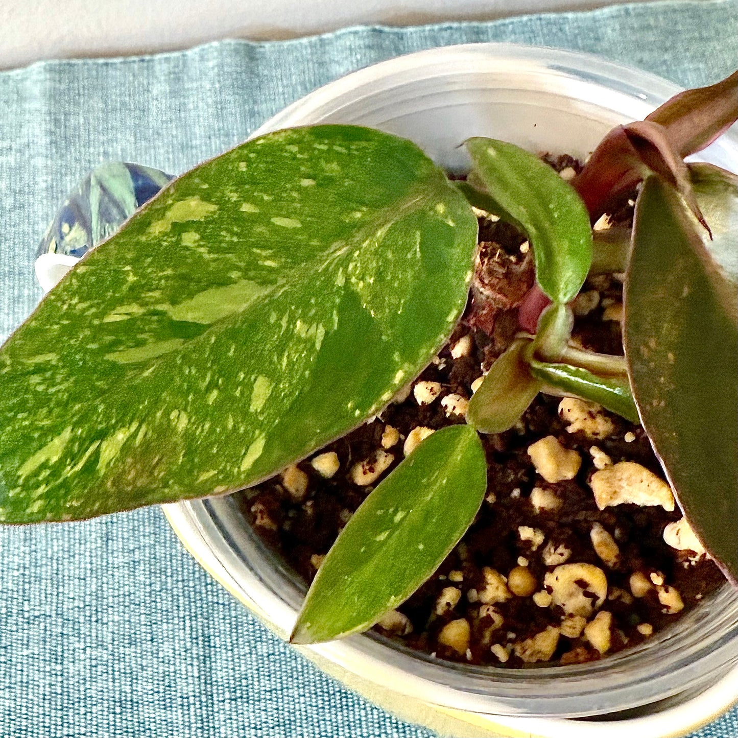 Philodendron Orange Princess Galaxy (2 grow points)
