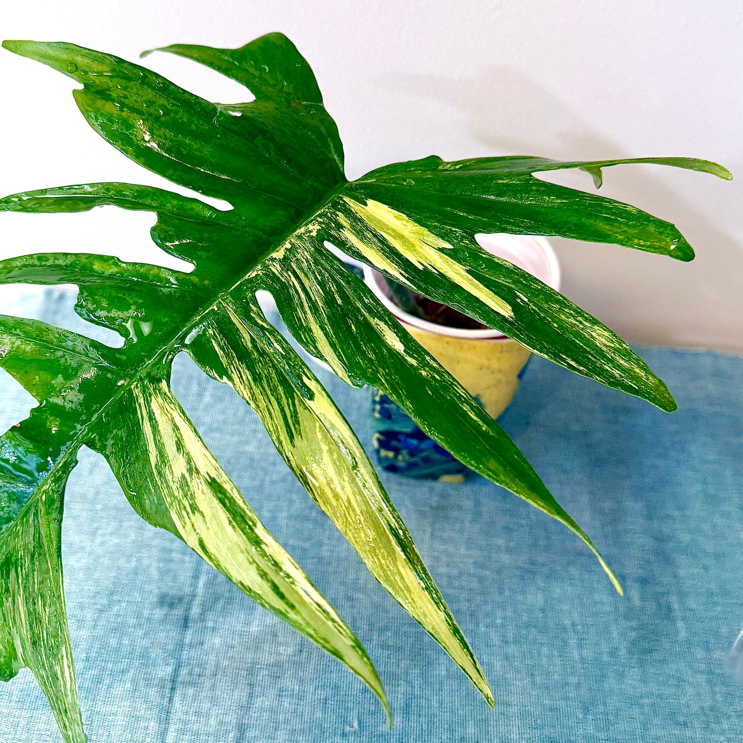 Philodendron Florida Beauty x Tortum ( rooted mid cutting with new growth)