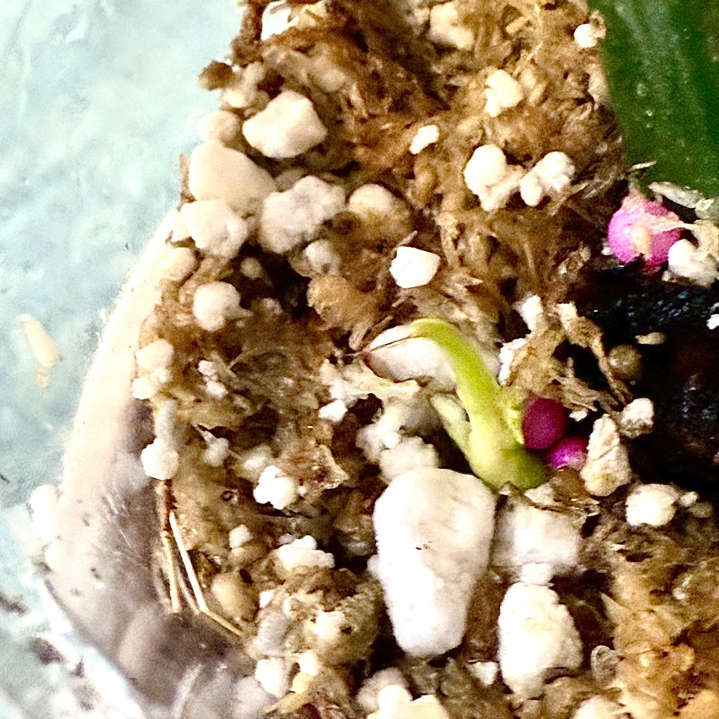 Philodendron Florida Beauty x Tortum ( rooted mid cutting with new growth)