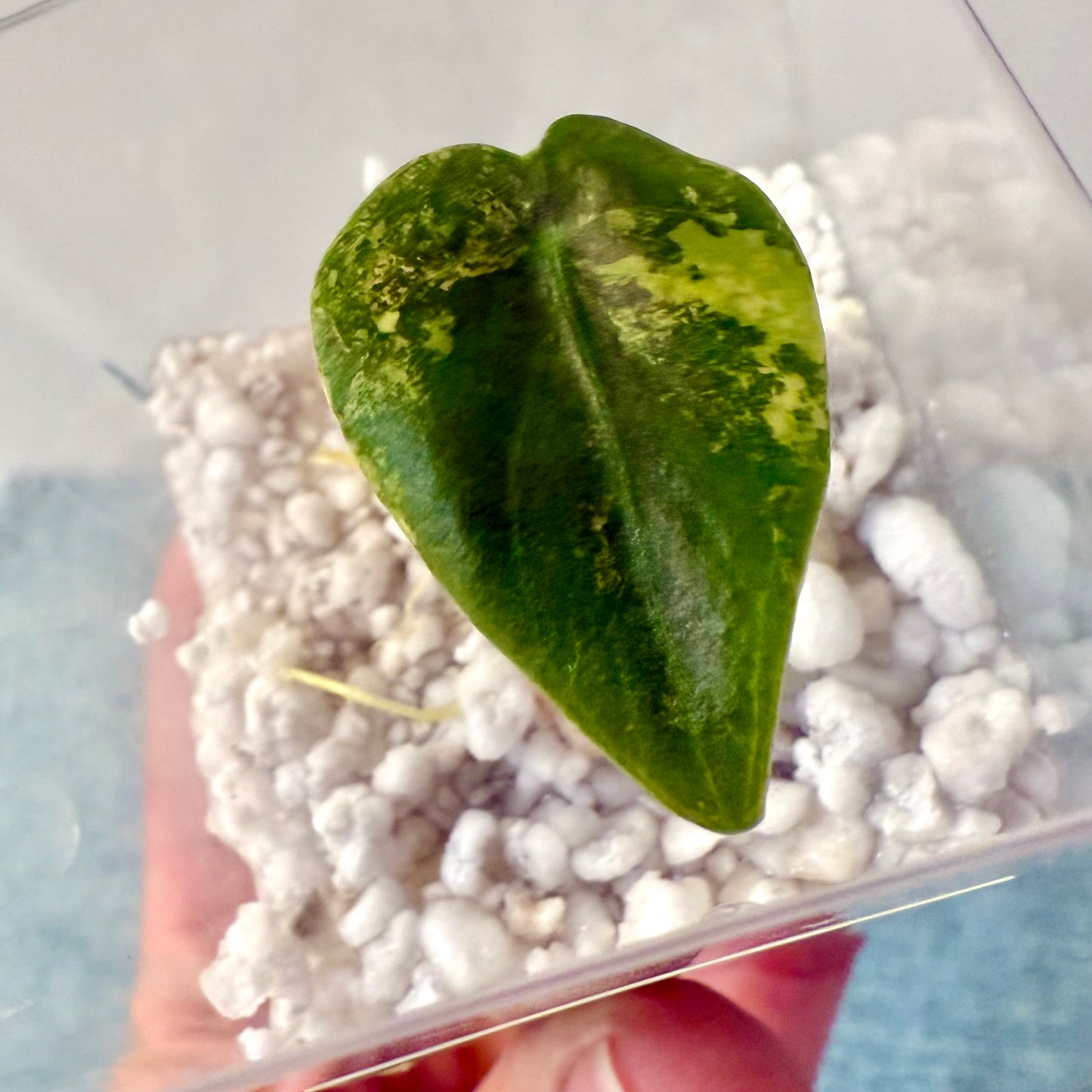 Alocasia Sedenii Aurea ( rooted and sprouted corm)