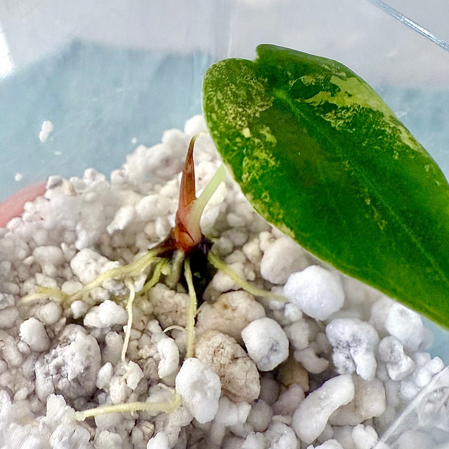 Alocasia Sedenii Aurea ( rooted and sprouted corm)