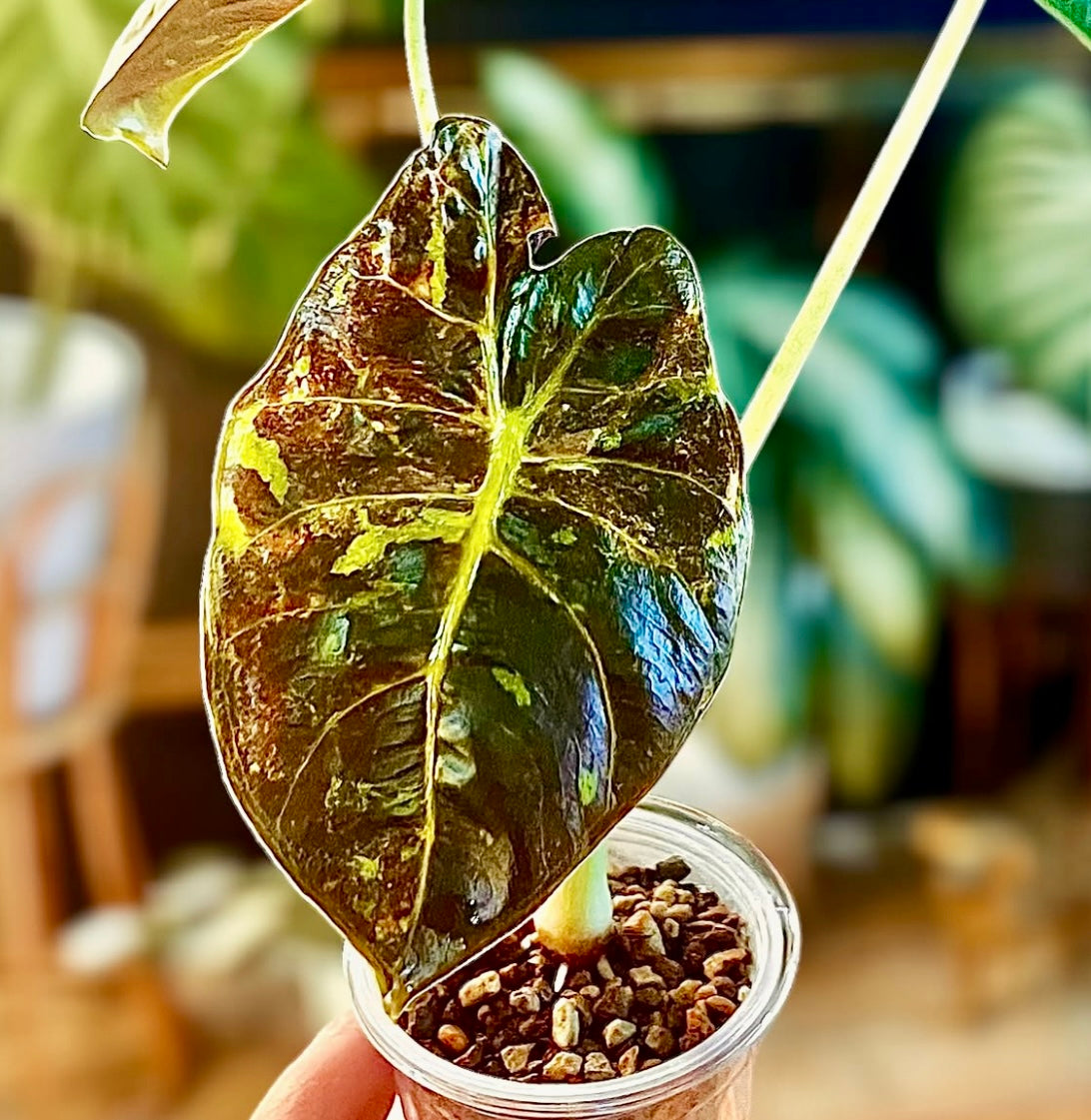 Alocasia Golden Bone variegated corm (1 corm)