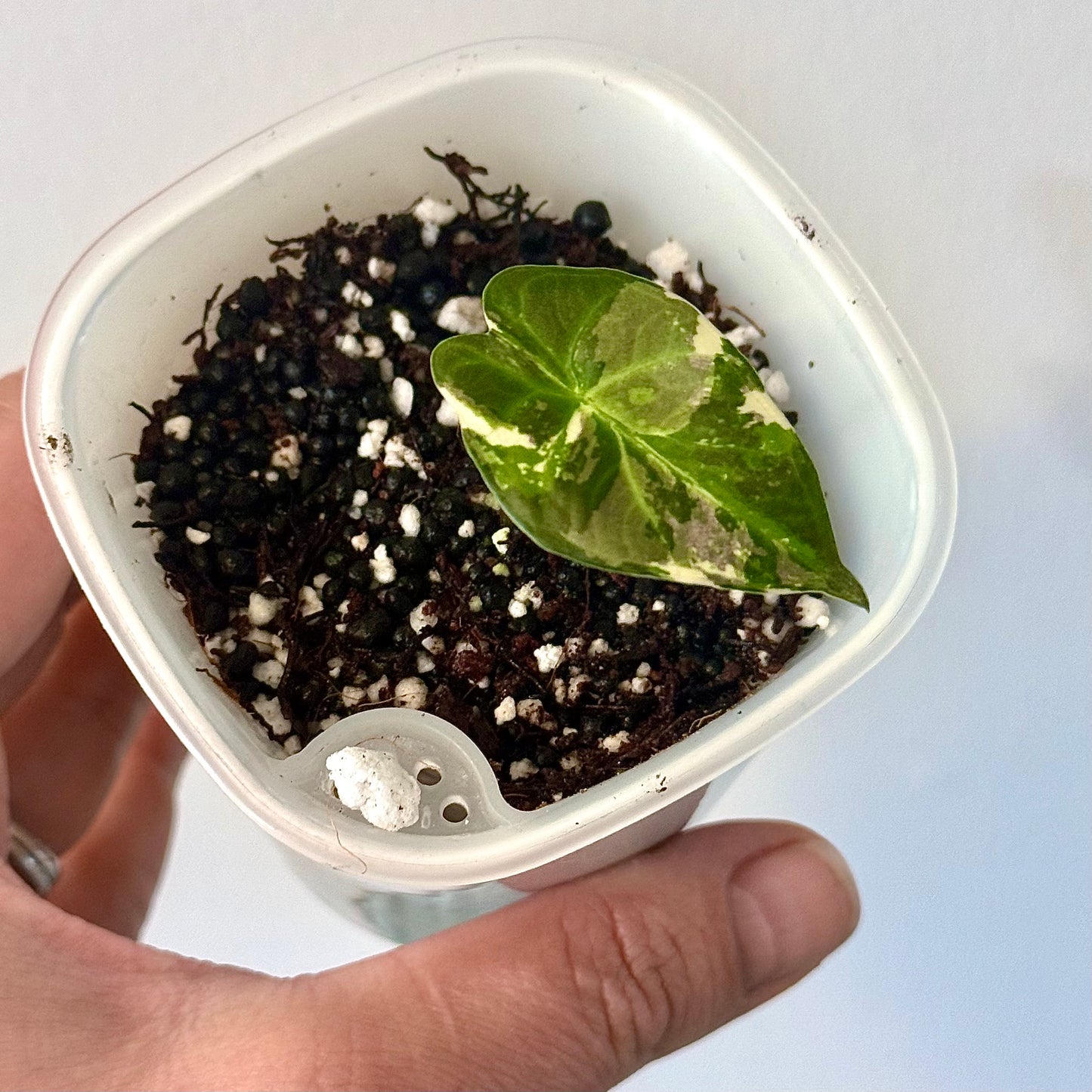 Alocasia Regal Shield Albo ( grow from corm)