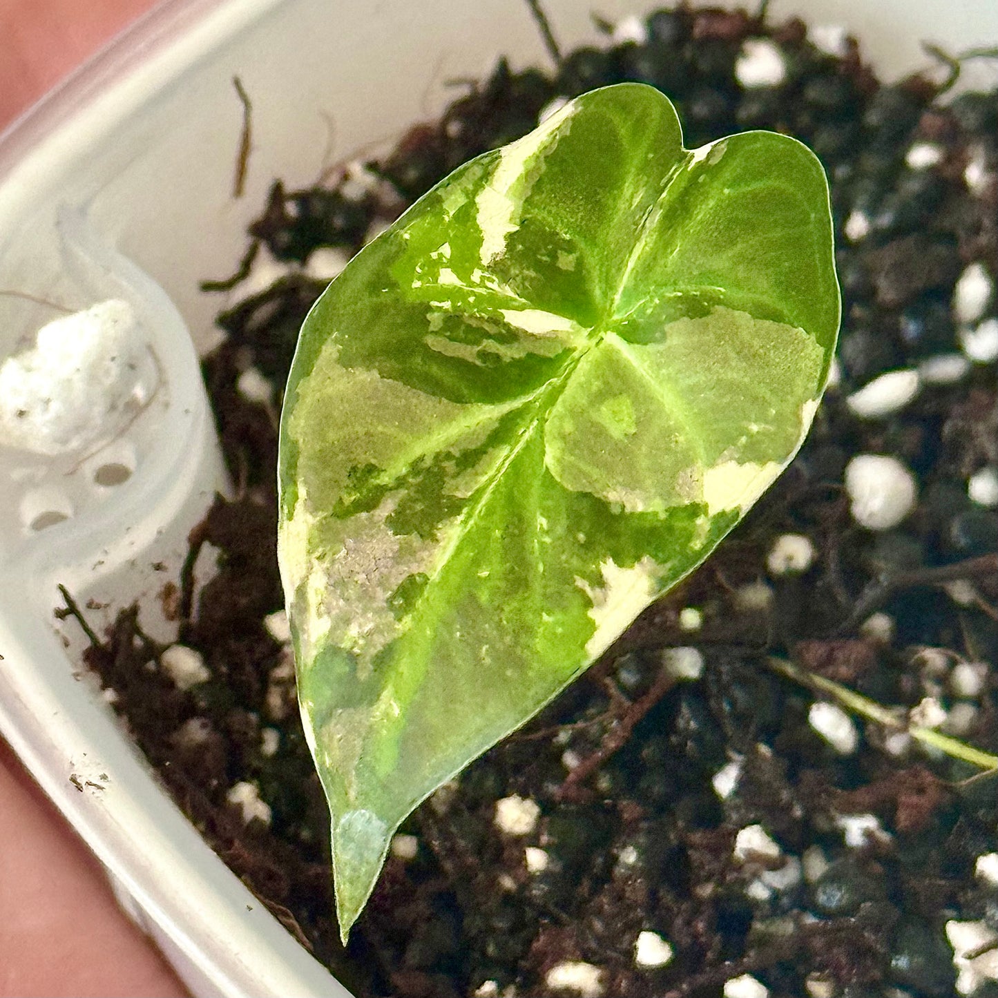 Alocasia Regal Shield Albo ( grow from corm)