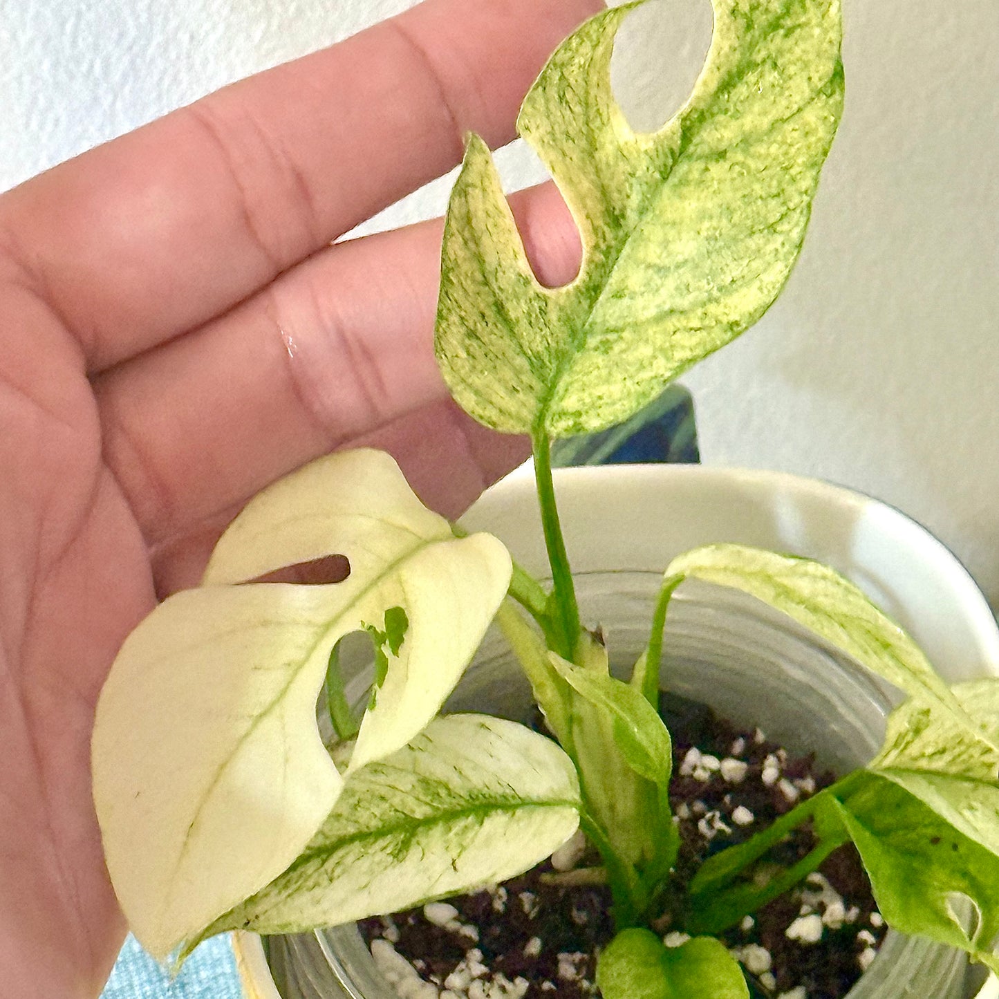 Rhaphidophora Tetrasperma White Monster