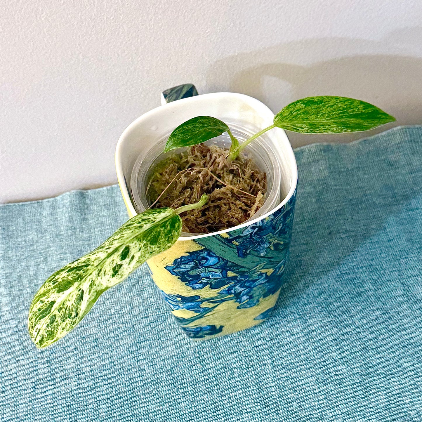 Philodendron Emerald Ice