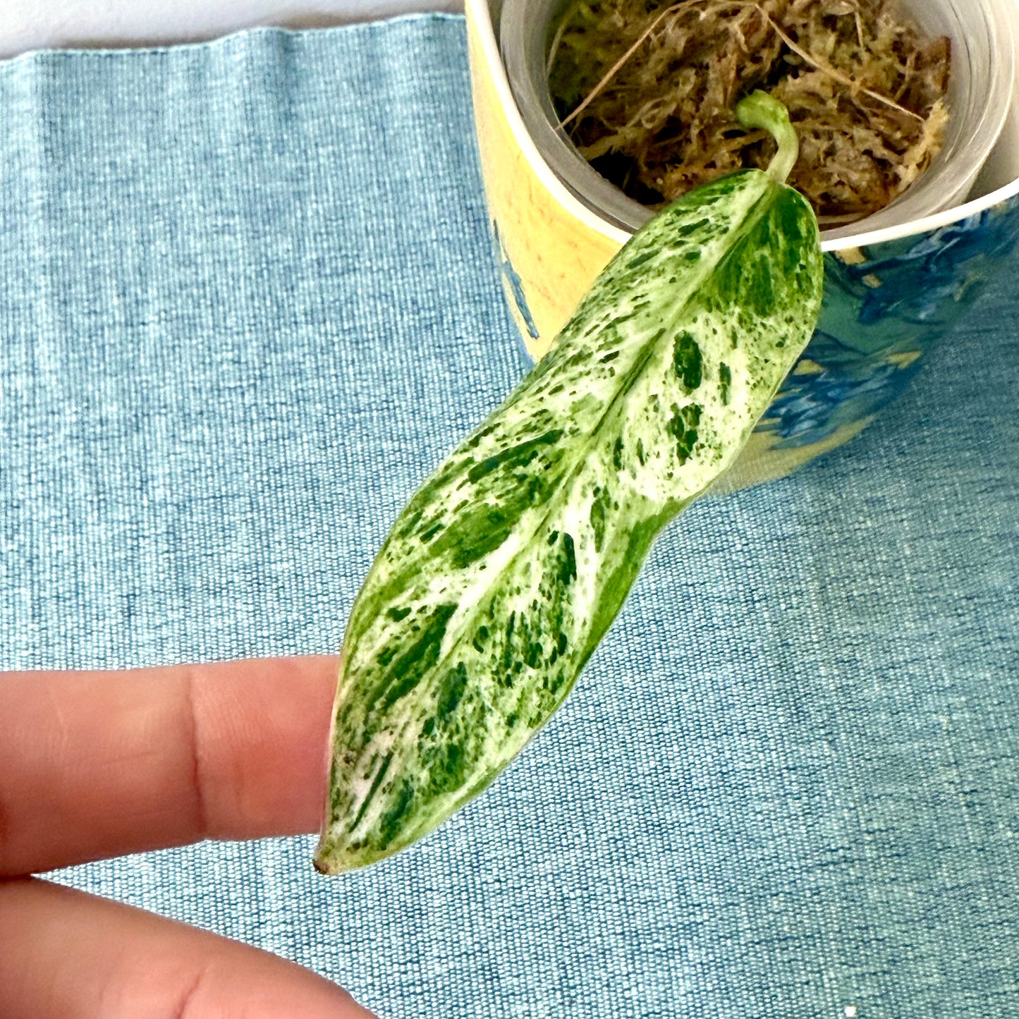 Philodendron Emerald Ice