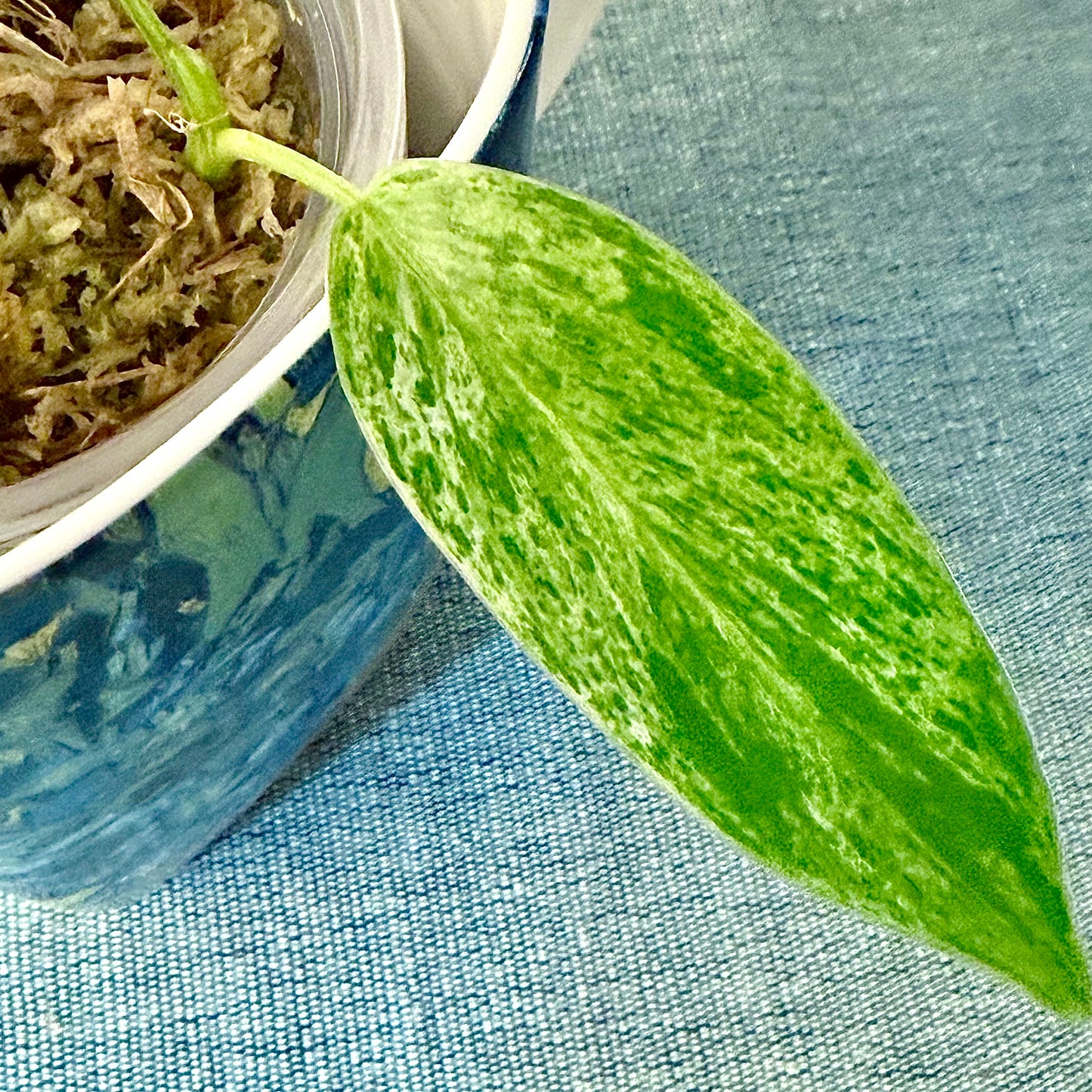 Philodendron Emerald Ice