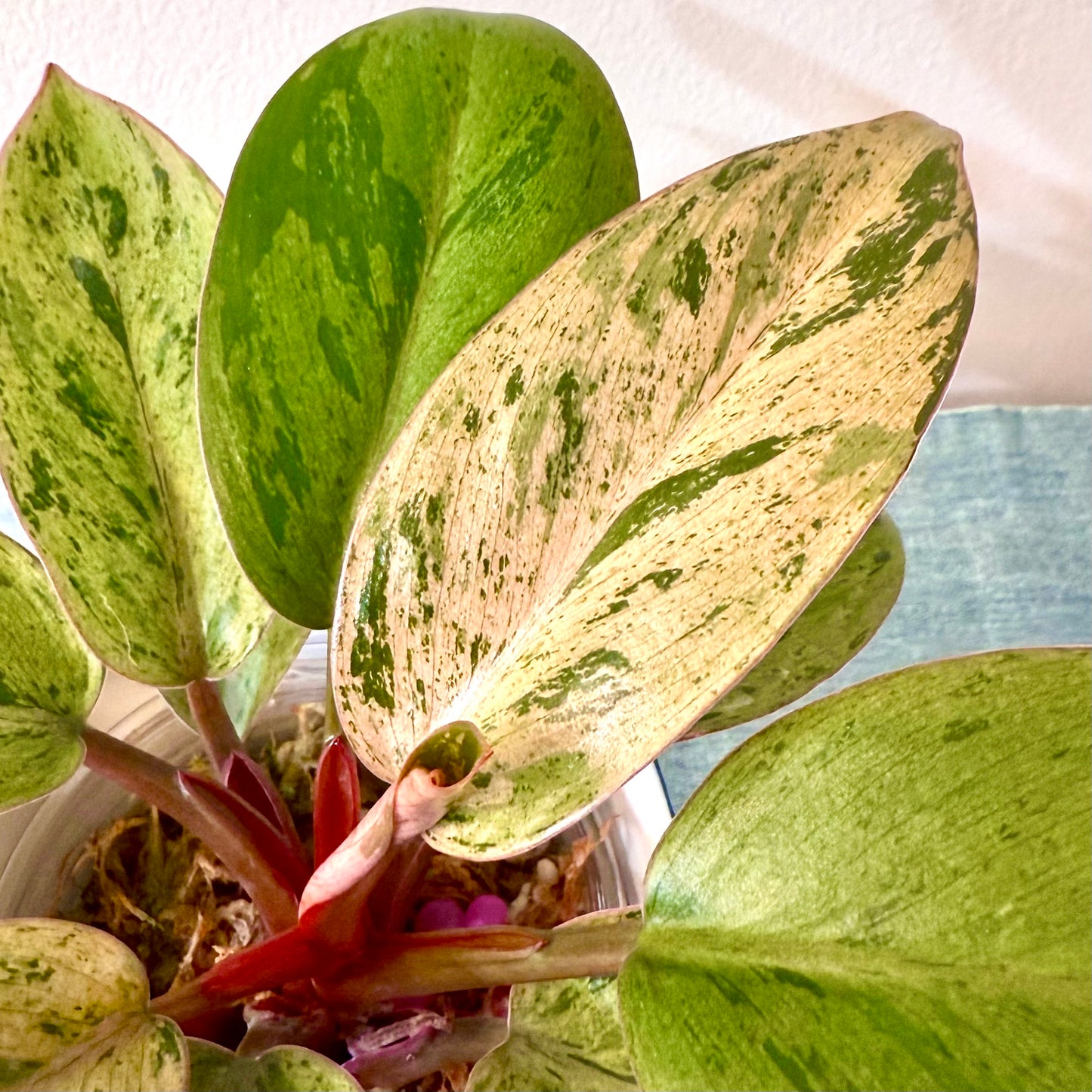 Philodendron Red Congo Dwarf Pink Mint Variegated