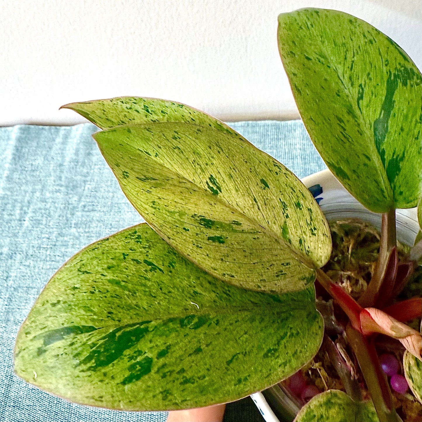 Philodendron Red Congo Dwarf Pink Mint Variegated