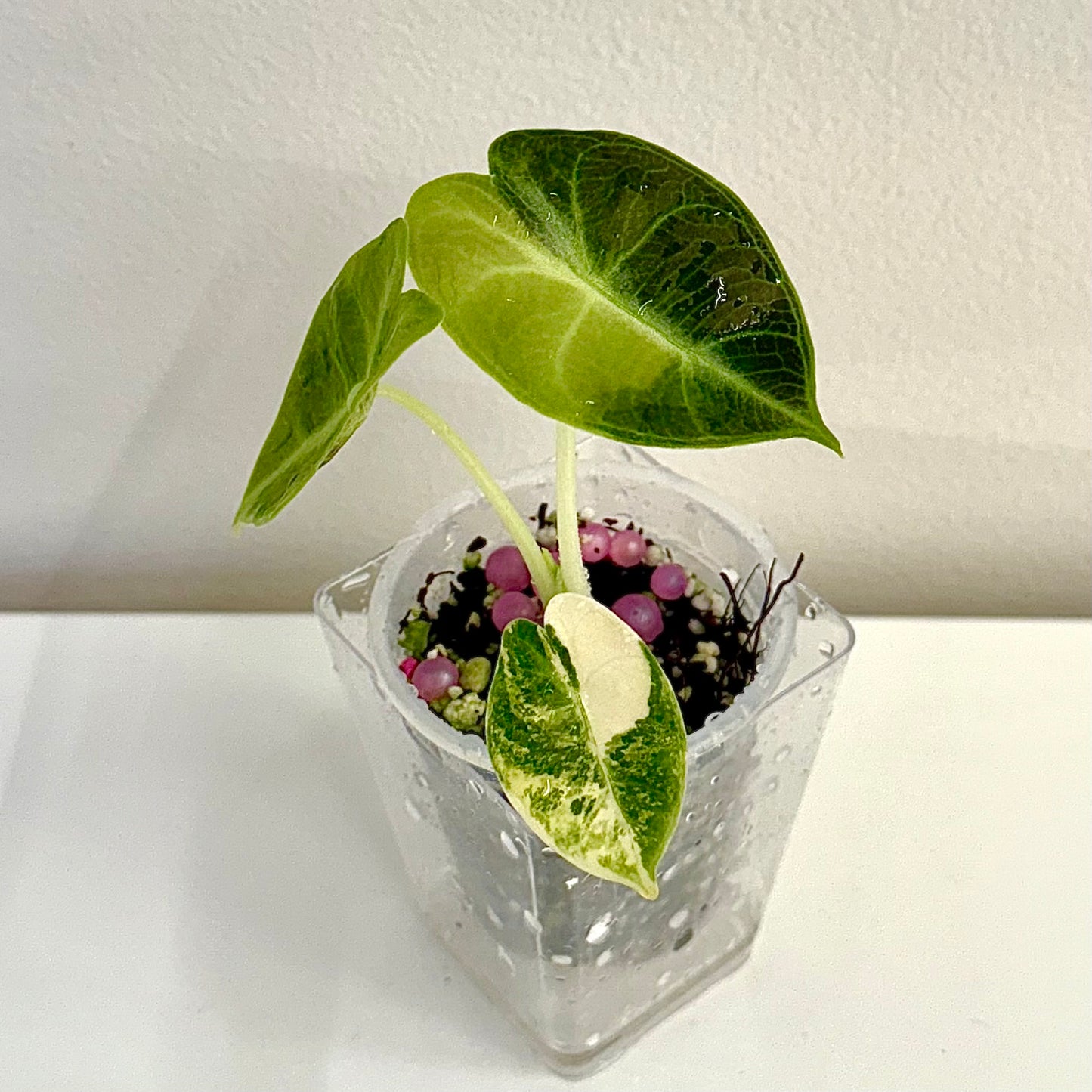 Alocasia Watsoniana Aurea