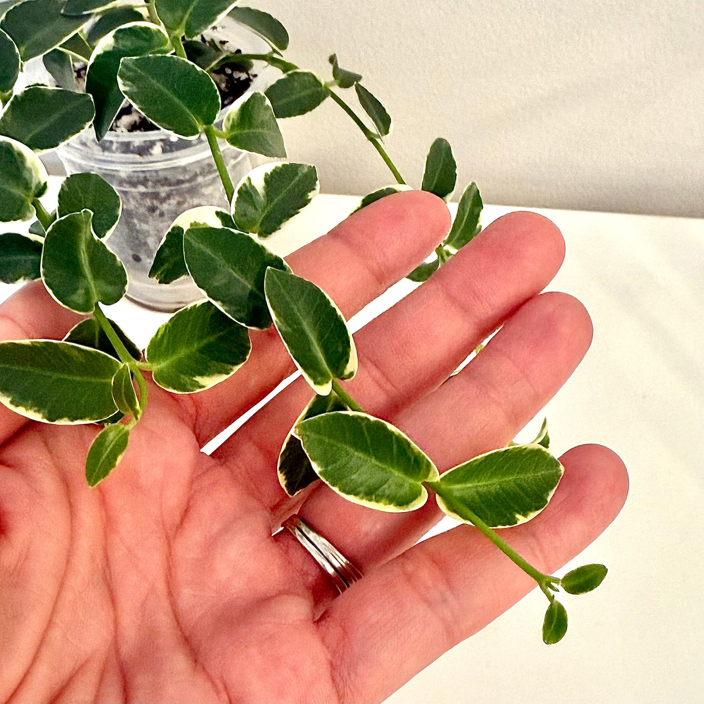 Hoya Cumingiana Albomarginata #2 (3 grow points)