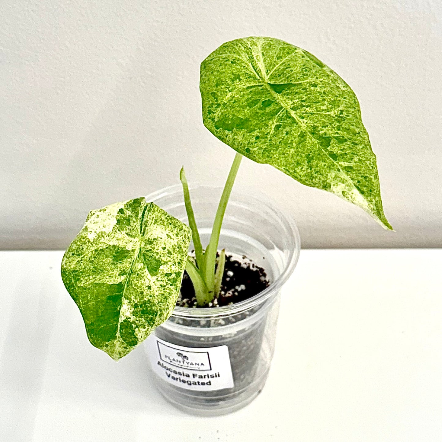 Alocasia Farisii Variegated #1 (grow from corm)