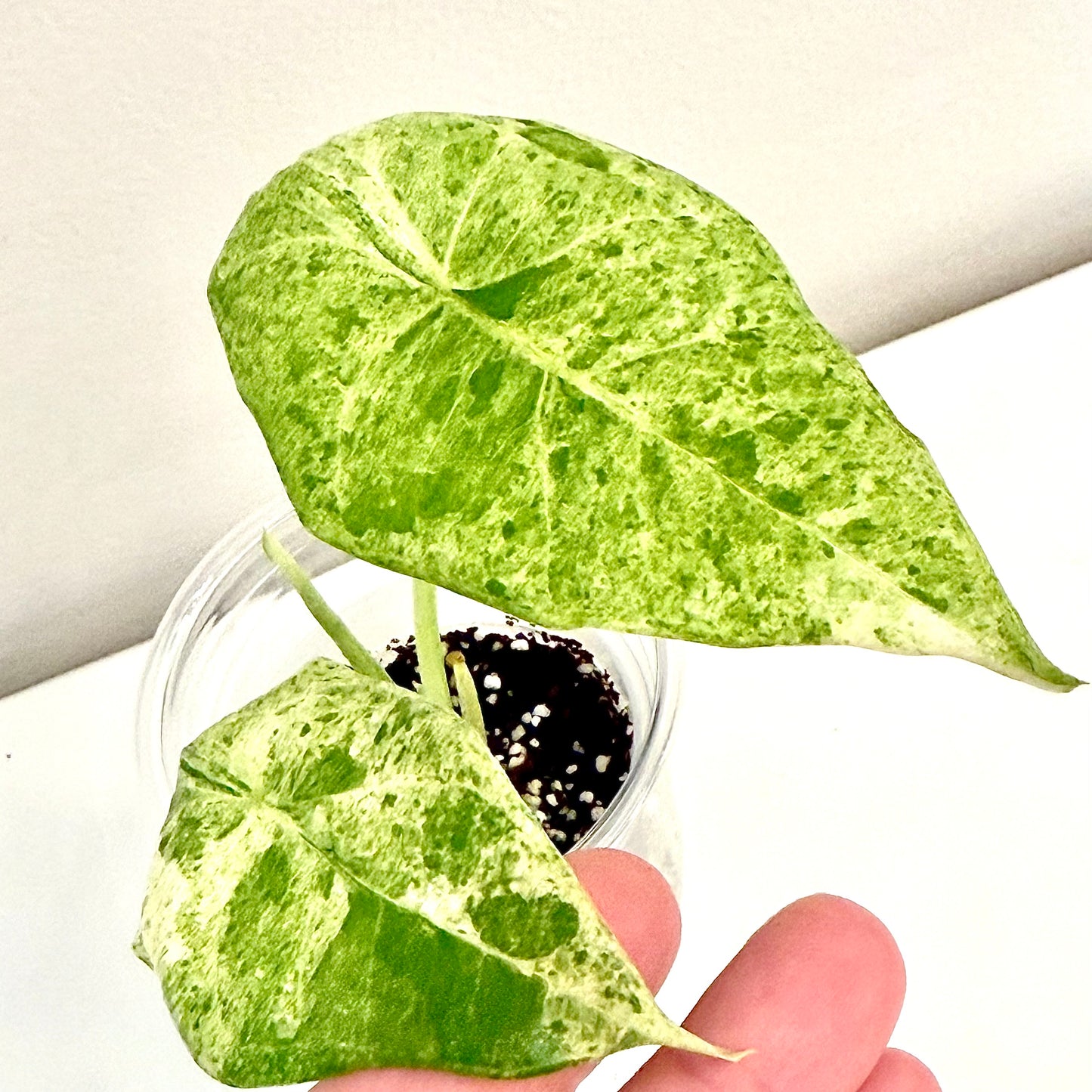Alocasia Farisii Variegated #1 (grow from corm)