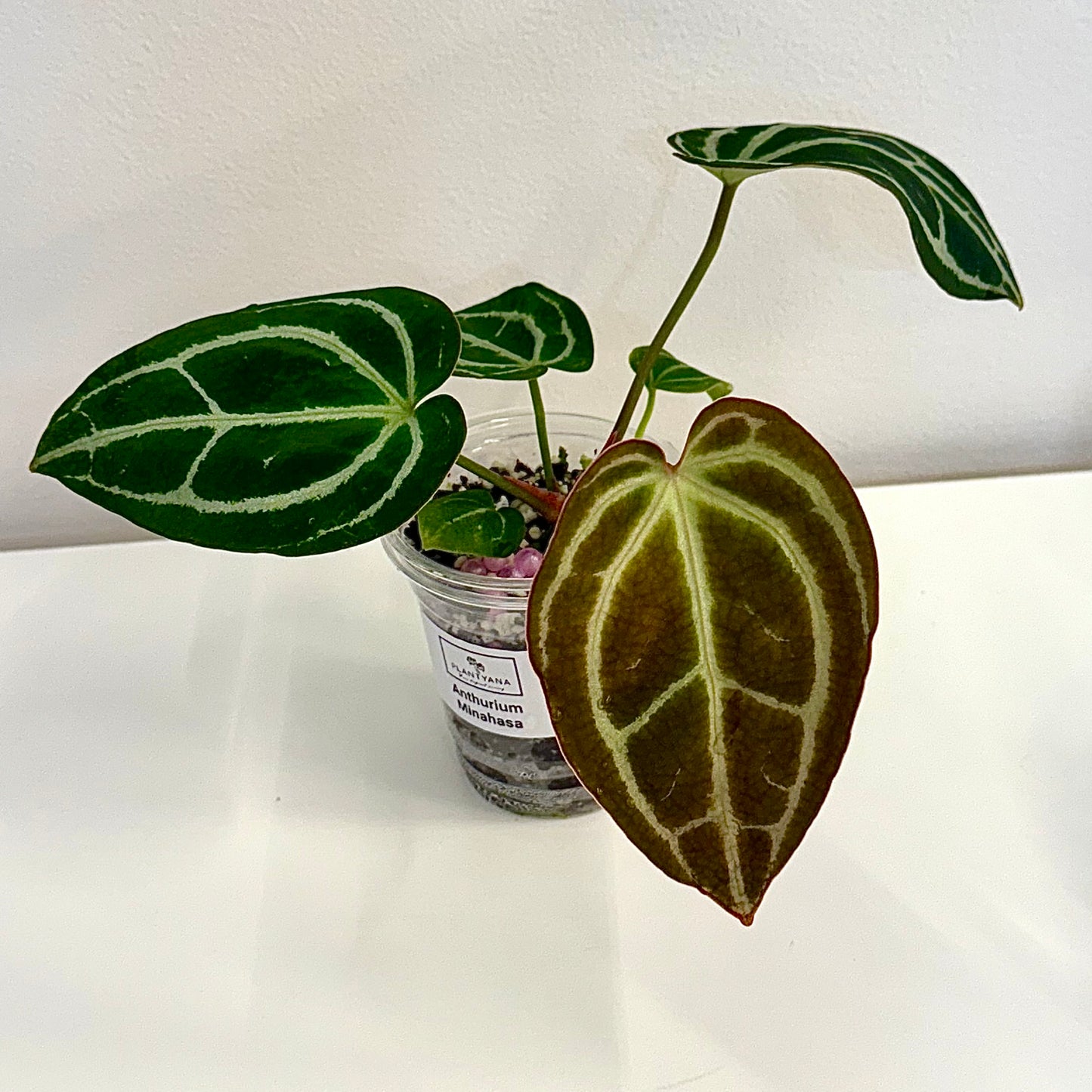 Anthurium Minahasa