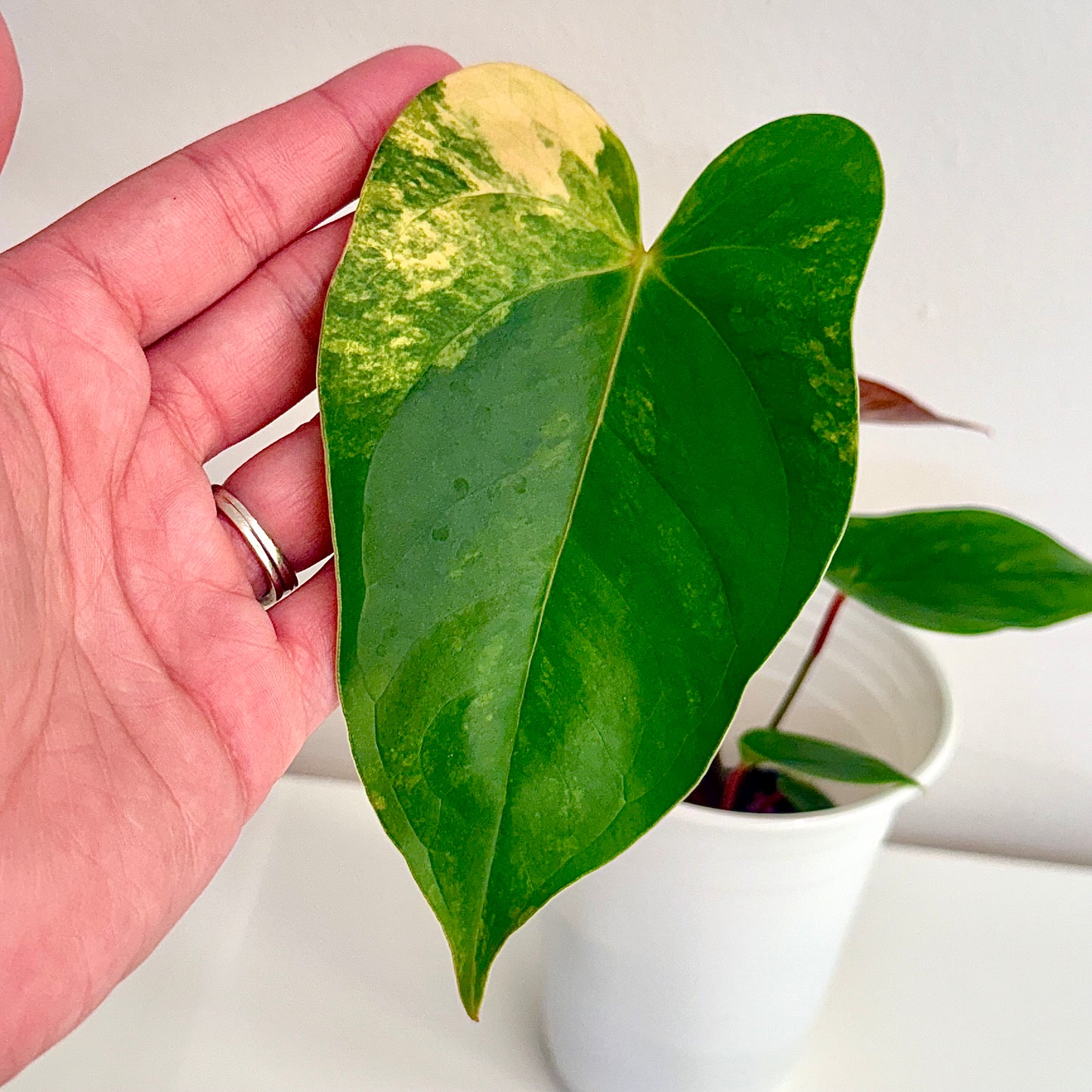 Anthurium Andraeanum Variegated