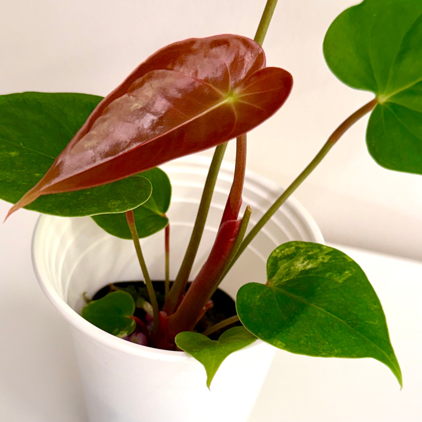 Anthurium Andraeanum Variegated