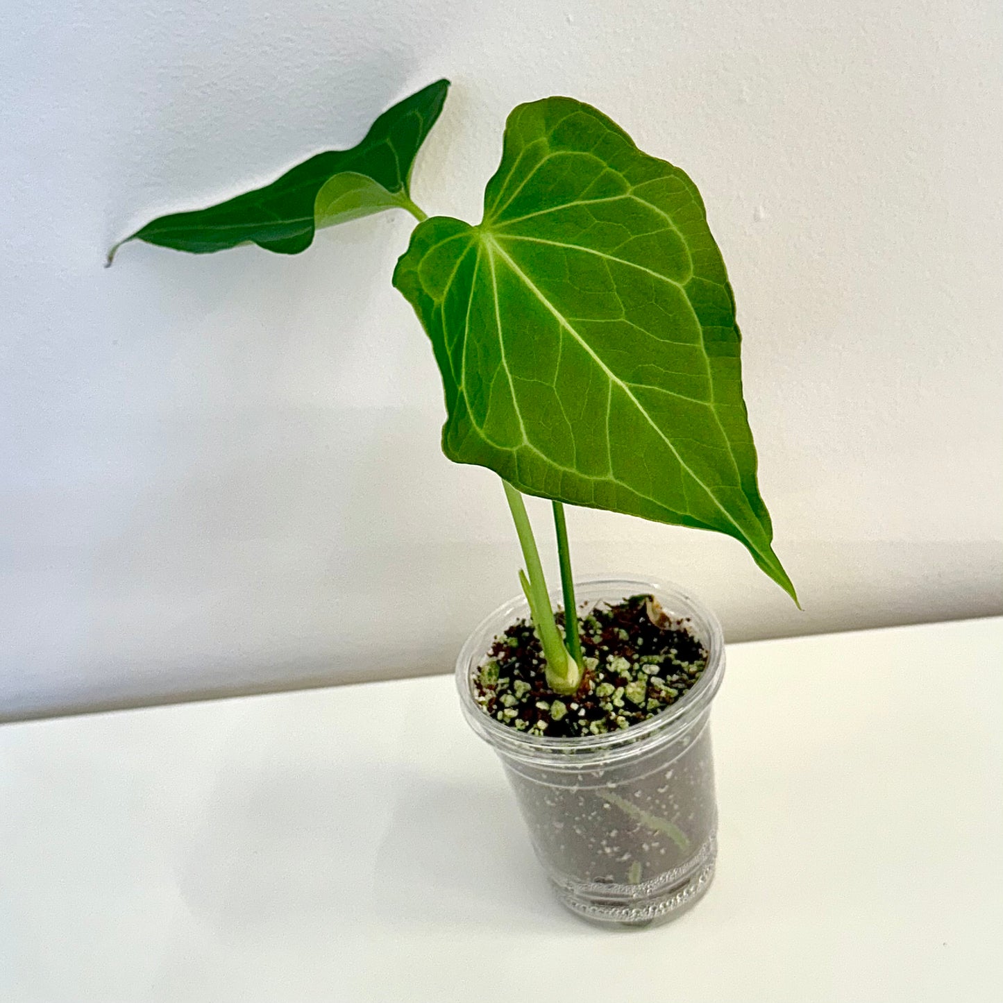 Anthurium Delta Force #1