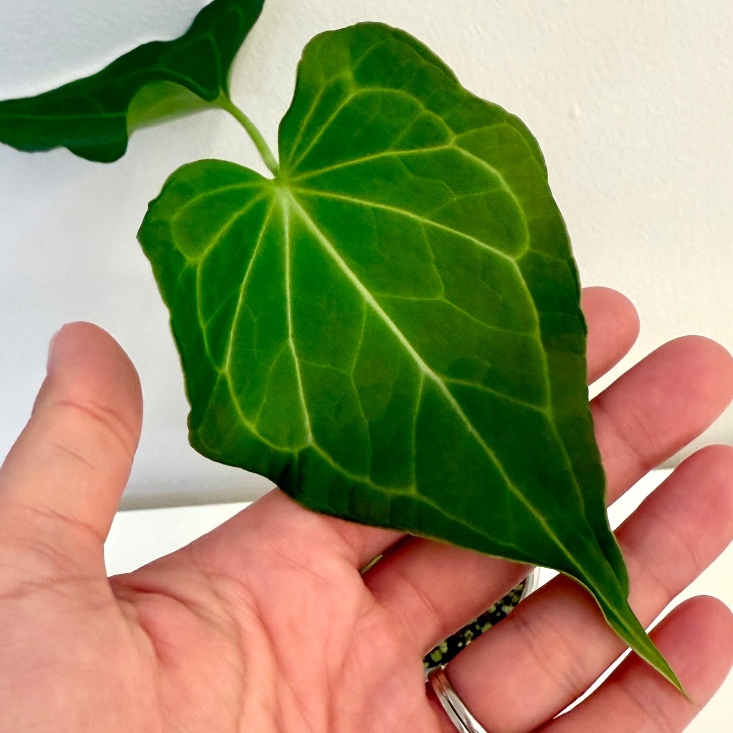 Anthurium Delta Force #1