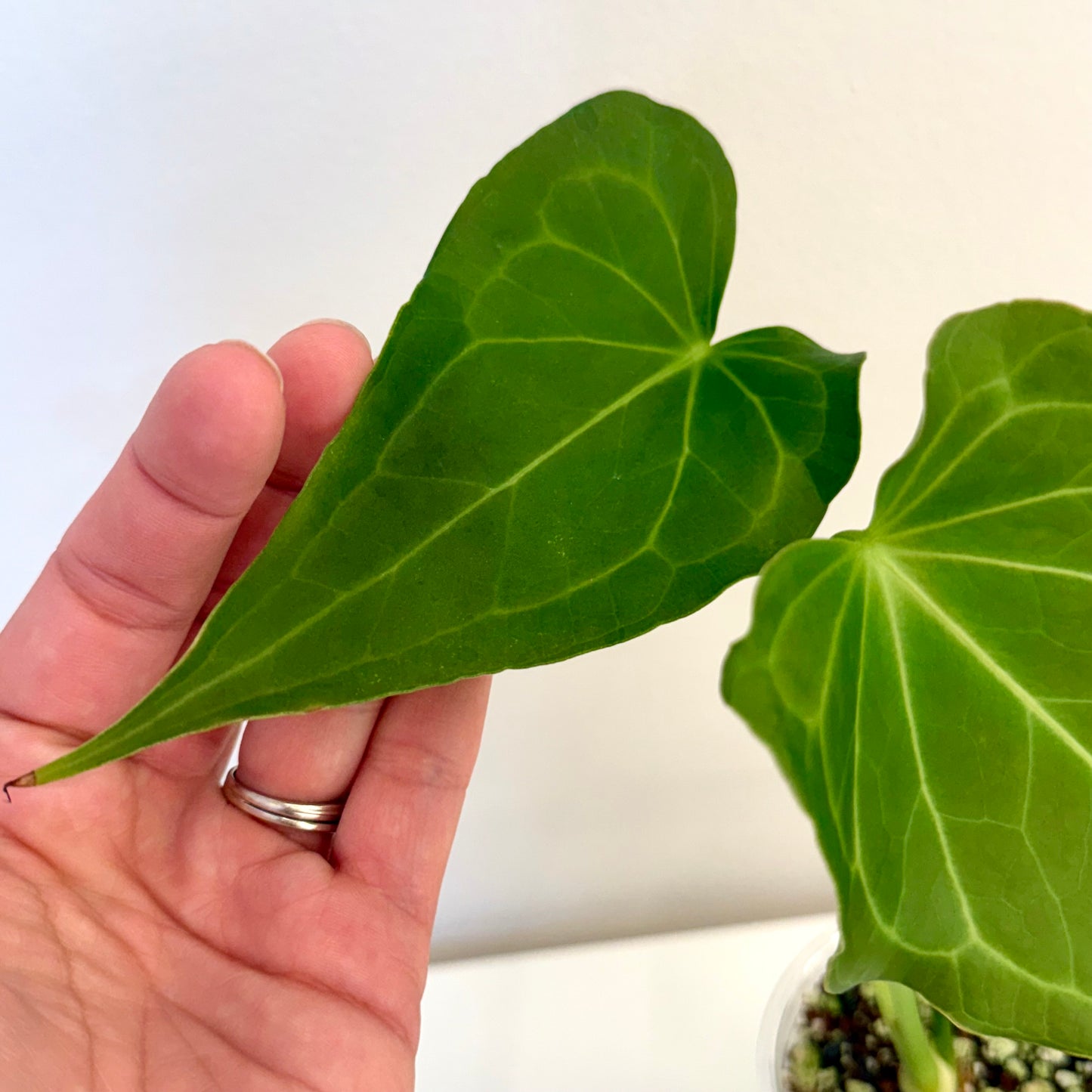 Anthurium Delta Force #1