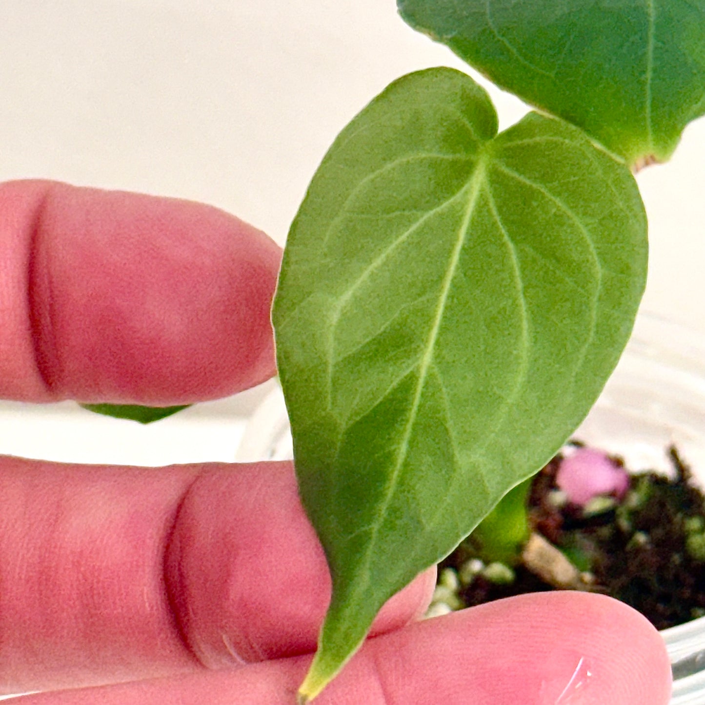 Anthurium Delta Force #2 (small plant)