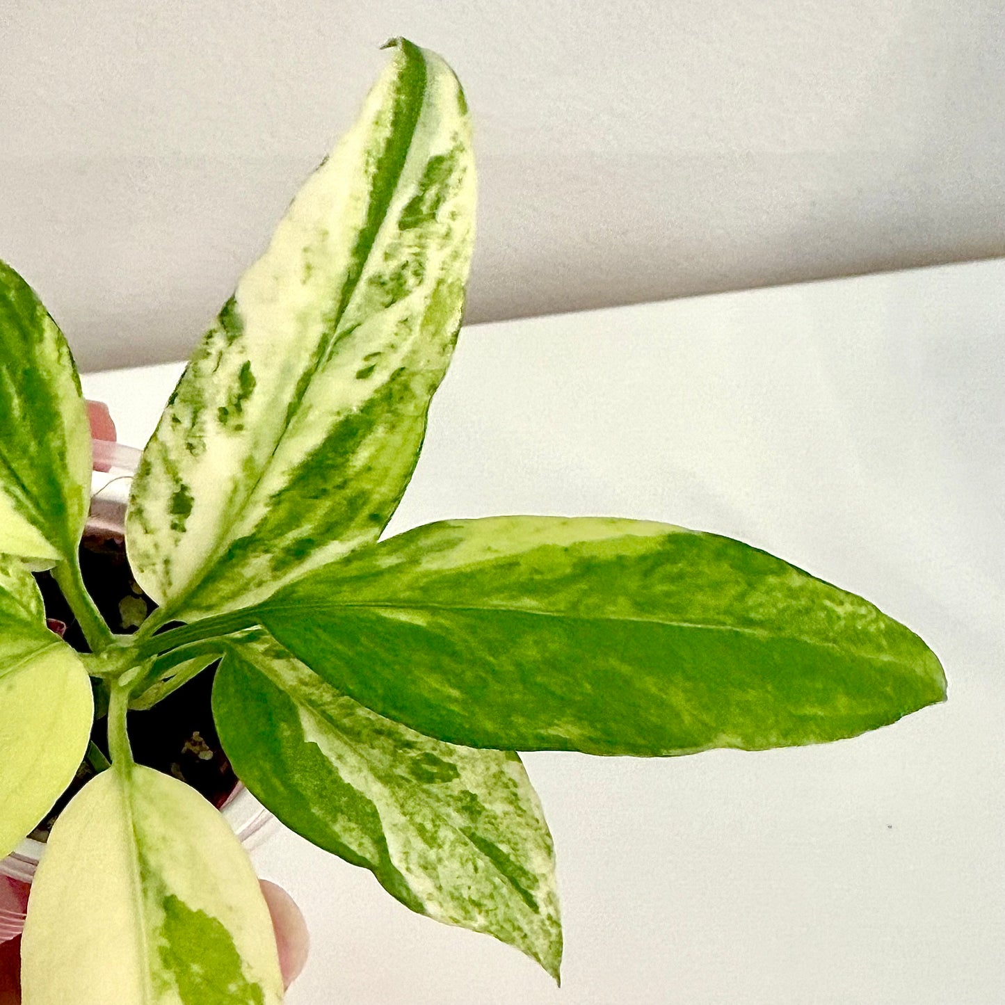Anthurium Vittarifolium variegated