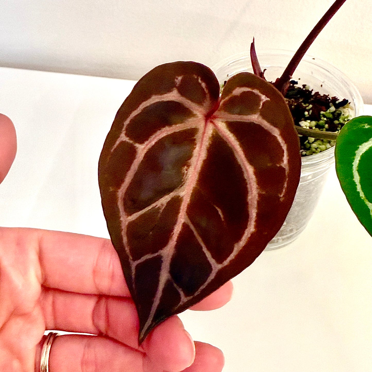 Anthurium Red Crystallinum NSE