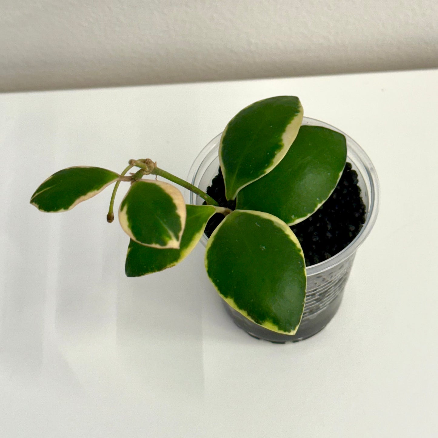 Hoya Palta (Incurvula Albo) with peduncle
