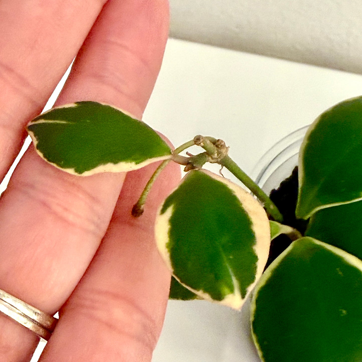 Hoya Palta (Incurvula Albo) with peduncle