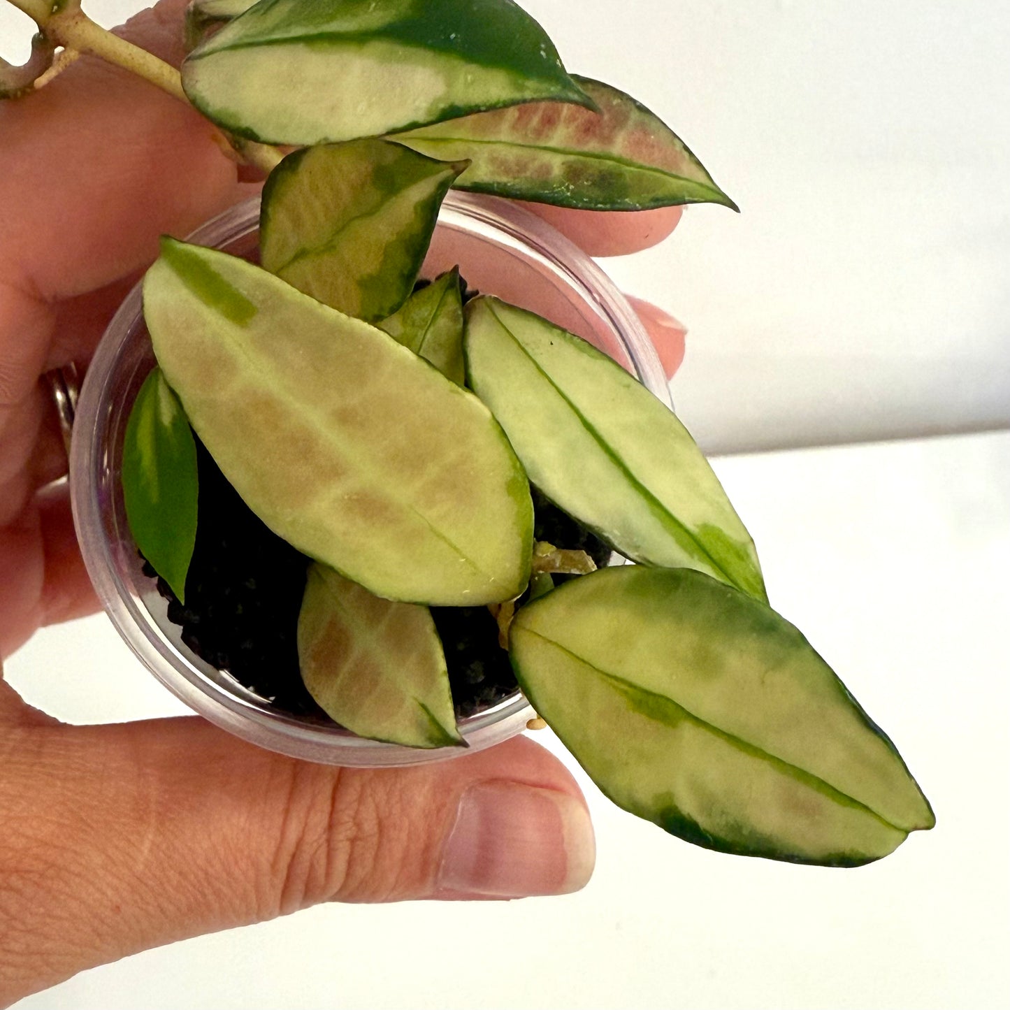 Hoya Walliniana Variegated (2 grow points)