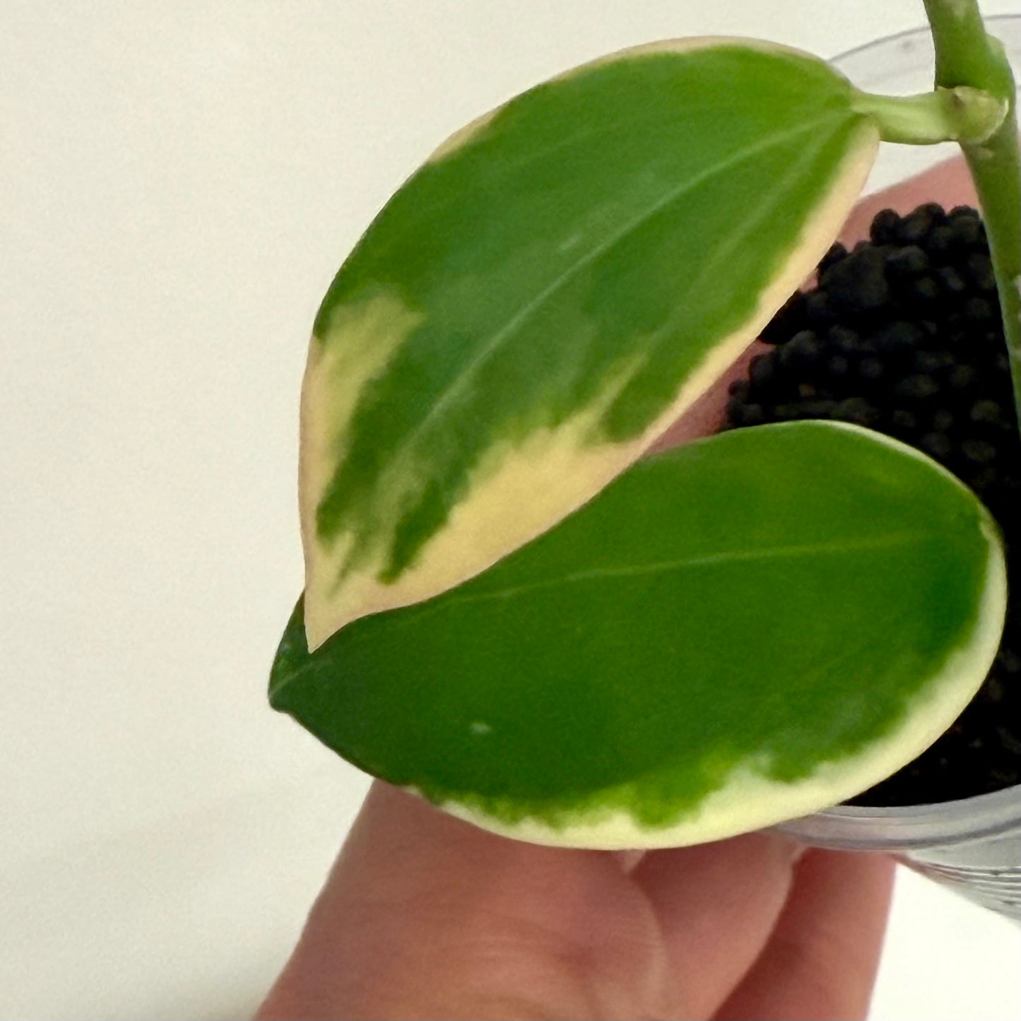 Hoya Para outer variegated